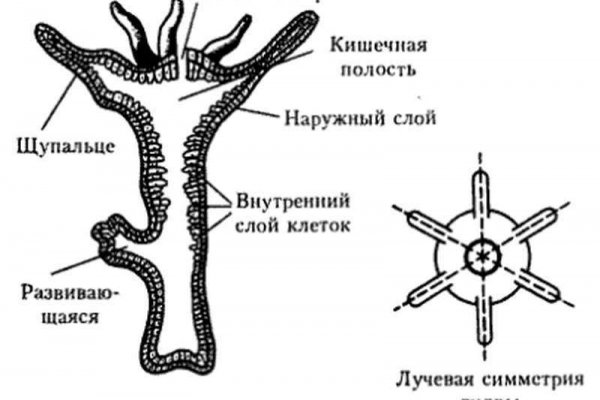 Современный маркетплейс kraken door